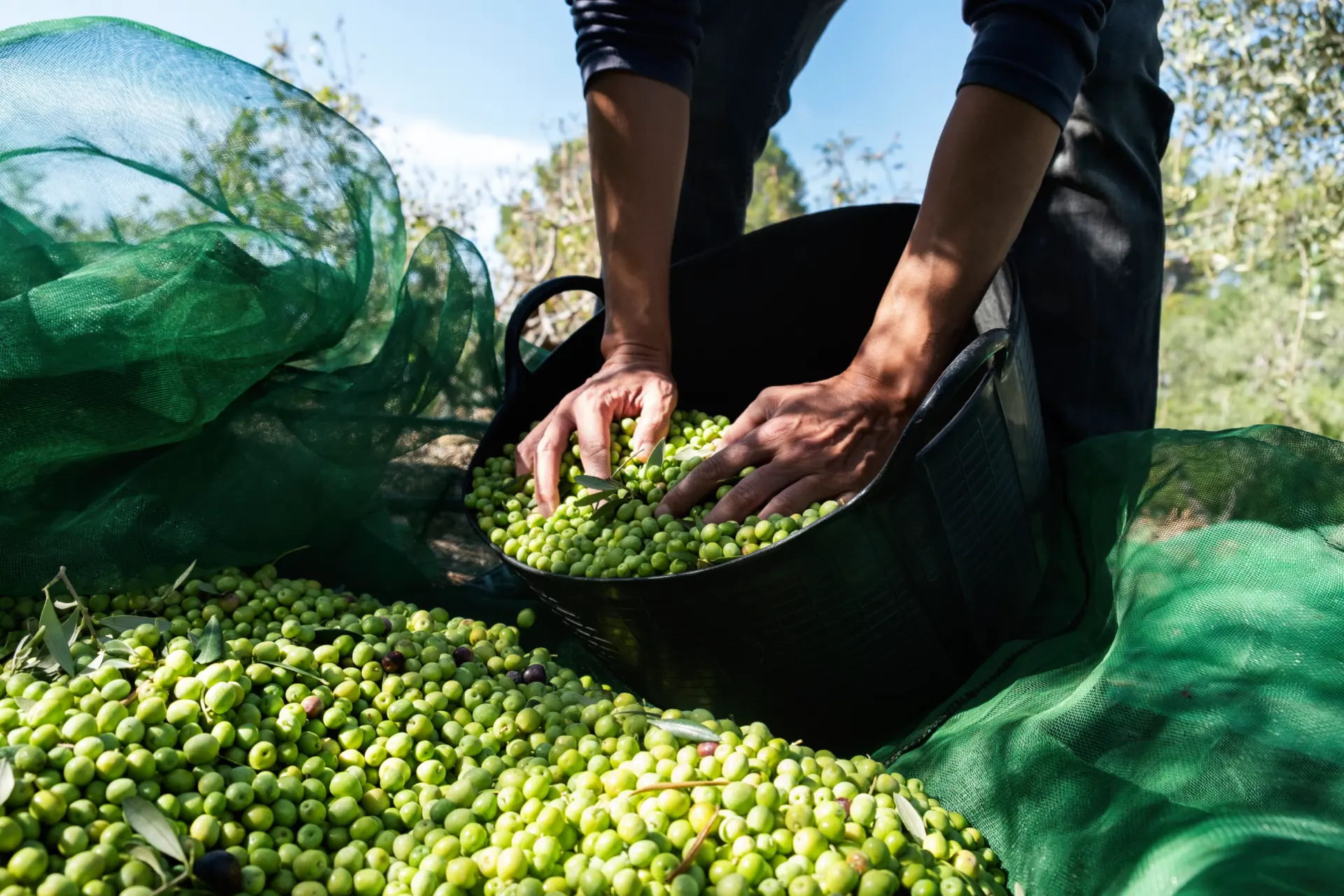 Manzanilla